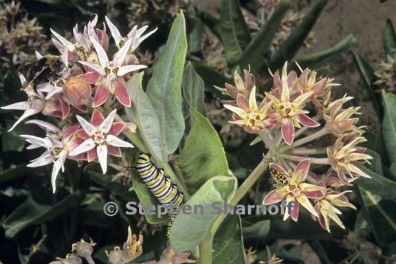 monarch caterpillar on asclepias graphic